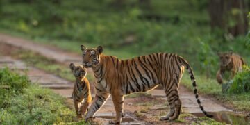 Nanachi Forest Safari | Nagarhole Tiger Reserve | Karnataka 1 Nanachi Forest Safari | Nagarhole Tiger Reserve | Karnataka