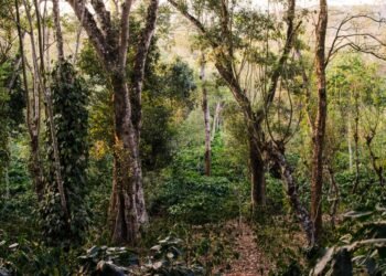 Coorg Forest | Veeranahossahalli Safari in Nagarhole Tiger Reserve.