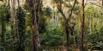 Coorg Forest | Veeranahossahalli Safari in Nagarhole Tiger Reserve.