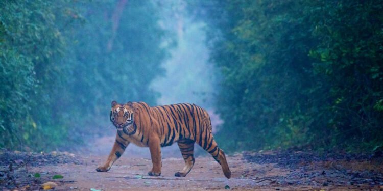 Wildlife Wonderland: Exploring Corbett National Park