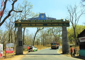 Mudumalai Tiger Reserve, Tamilnadu | A Forest for Animal