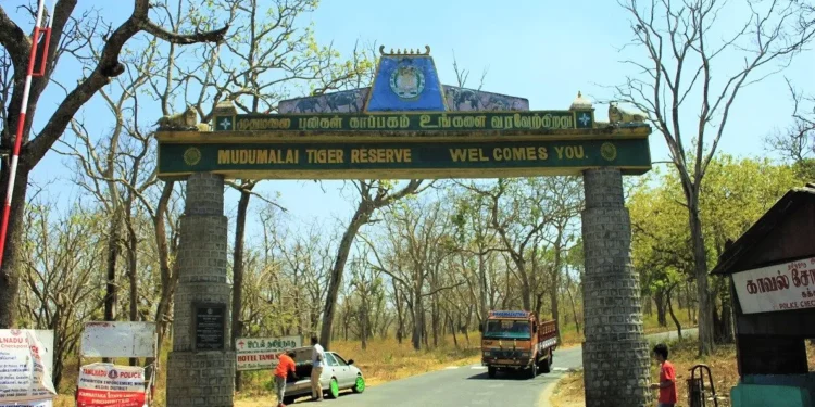 Mudumalai Tiger Reserve, Tamilnadu | A Forest for Animal