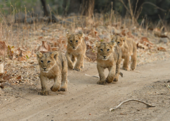 GIR JUNGLE SAFARI | VIDEO WITH COMPLETE INFORMATION | LION SAFARI