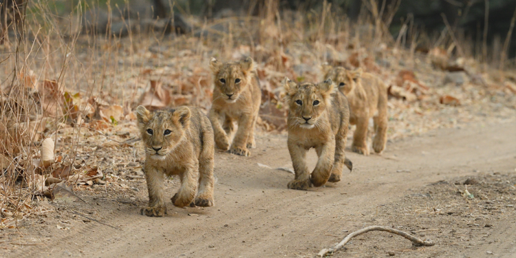 GIR JUNGLE SAFARI | VIDEO WITH COMPLETE INFORMATION | LION SAFARI