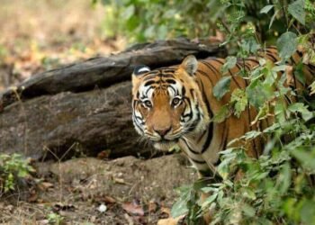 Kanha Tiger Reserve | Madhyapradesh | Tiger Forest in Central India