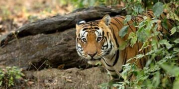 Kanha Tiger Reserve | Madhyapradesh | Tiger Forest in Central India