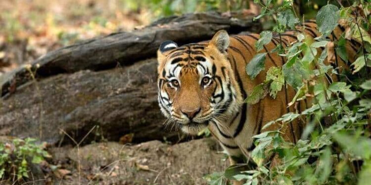 Kanha Tiger Reserve | Madhyapradesh | Tiger Forest in Central India
