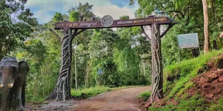 Bhadra Tiger Reserve | Lakkavalli Forest Safari