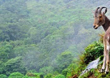 The Main Attractions of Munnar | Eravikulam | Kolukkumalai | Top Station | Chokramudi Etc.