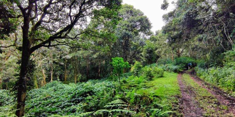 Munnar Escape road to Mankulam | Anakkulam 14 Munnar Escape road to Mankulam | Anakkulam