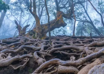 KODAIKANAL BUDGET PACKAGE | KODAIKANAL PLACES VISIT