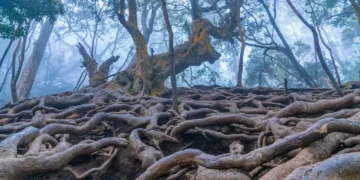 KODAIKANAL BUDGET PACKAGE | KODAIKANAL PLACES VISIT 1 KODAIKANAL BUDGET PACKAGE | KODAIKANAL PLACES VISIT