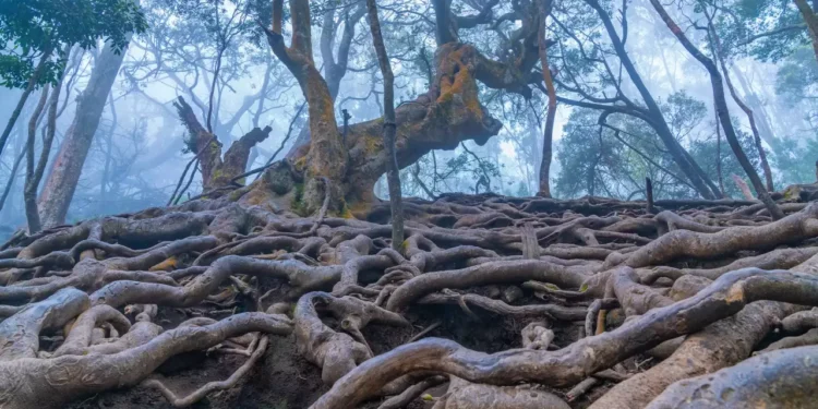 KODAIKANAL BUDGET PACKAGE | KODAIKANAL PLACES VISIT 14 KODAIKANAL BUDGET PACKAGE | KODAIKANAL PLACES VISIT