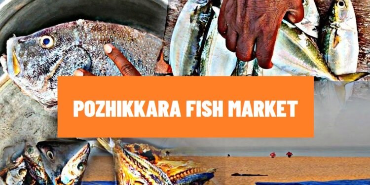 pozhikkara fish market in kollam | paravoor pozhikkara 14 pozhikkara fish market in kollam | paravoor pozhikkara