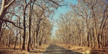 Embarking on the Breathtaking Masinagudi to Ooty Journey: Conquering the 36 Hairpin Turns in a Unforgettable One-Way Road Trip! 1 Embarking on the Breathtaking Masinagudi to Ooty Journey: Conquering the 36 Hairpin Turns in a Unforgettable One-Way Road Trip!