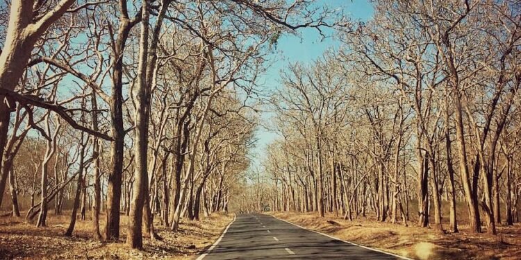 Embarking on the Breathtaking Masinagudi to Ooty Journey: Conquering the 36 Hairpin Turns in a Unforgettable One-Way Road Trip! 14 Embarking on the Breathtaking Masinagudi to Ooty Journey: Conquering the 36 Hairpin Turns in a Unforgettable One-Way Road Trip!