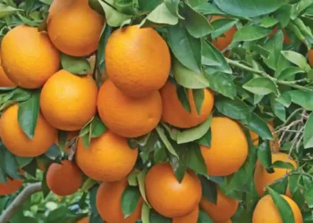 Nagpur City || Orange City Of India || Maharashtra