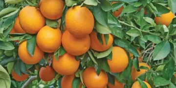 Nagpur City || Orange City Of India || Maharashtra 1 Nagpur City || Orange City Of India || Maharashtra